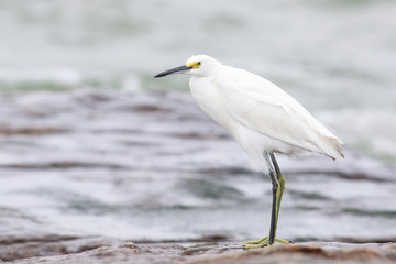 Snowy egret perched on a rocks sea, port aransas texas