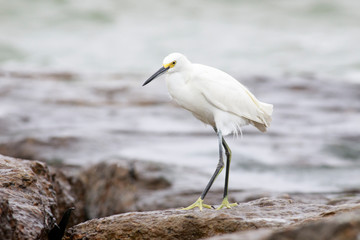 Snowy egret perched on a rocks sea, port aransas texas
