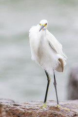 Snowy egret perched on a rocks sea, port aransas texas