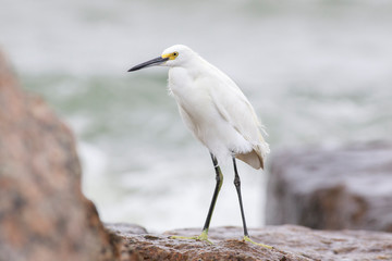 Snowy egret perched on a rocks sea, port aransas texas