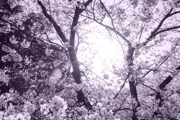 Cherry Blossoms Snowstorm and Backlight　桜吹雪と逆光