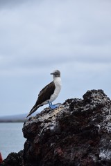 Blue footed booby on the rocks