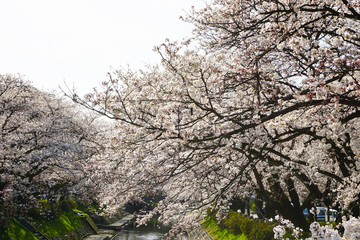 Cherry blossoms along Matsukawa in Toyama prefecture.  富山県松川沿いの桜