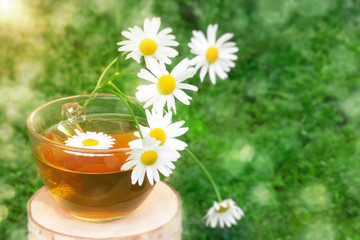 Chamomile tea in a transparent cup on a birch stump against the background of chamomile foliage in the sun