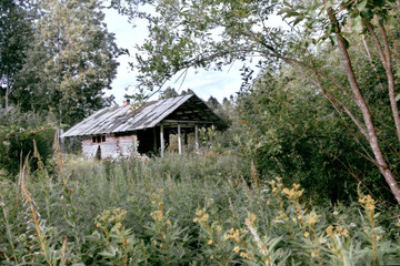 Plakat Old abandoned house among the lush summer greenery in the forest