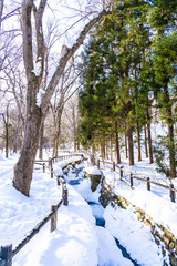 Beautiful outdoor nature landscape with tree in snow winter season at Hokkaido
