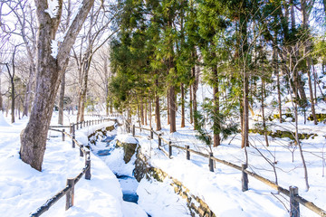 Beautiful outdoor nature landscape with tree in snow winter season at Hokkaido