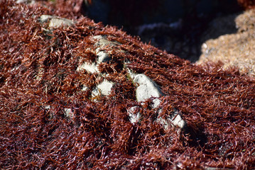 岩場に生えるフノリ
