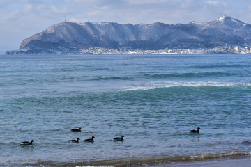 コクガンと函館山