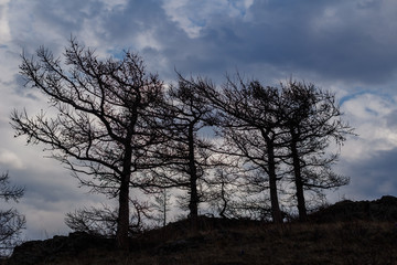 Obraz na płótnie Canvas silhouettes of large trees against the sky