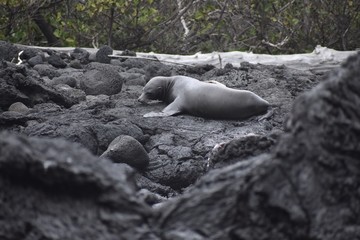 Sea lion laying on the rocks