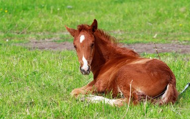 foal lies in the green grass