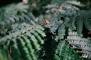 fern in forest