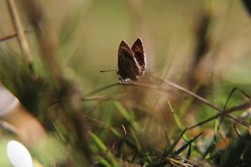 Mariposa Macro