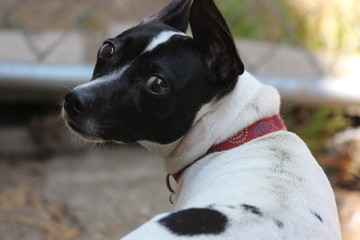 Jack Russell Terrier portrait in backyard