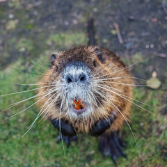 Nutria animal stands on its hind legs looking up.