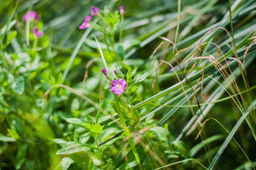 Pink wild flowers on a background of green grass.