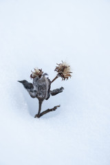 Simplistic Wilted Aster in Snow