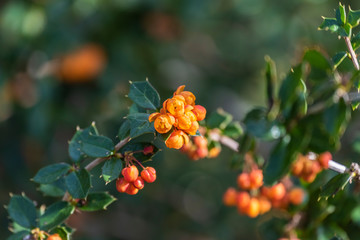 Karukinka Reserve Wild Flowers Patagonia Chile
