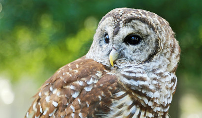Barred owl close up