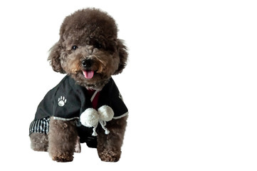 An adorable black toy Poodle dog with smiling shot wearing Japanese traditional Yukata dress for...