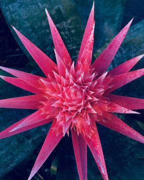 Close up of pink flower