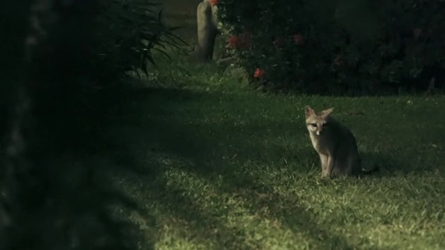 Gray Fox at night lurking in the bushes and scampering off