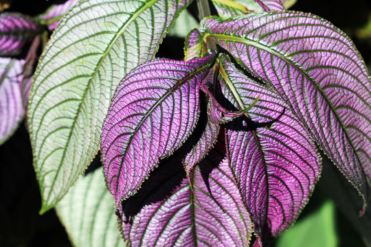 Persian Shield