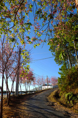 Da Lat, Viet Nam in spring,  row of cherry blossom tree on street