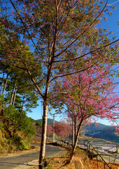 sakura blossom tree on small street under blue sky