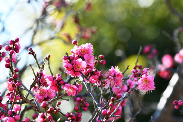 紅梅の花