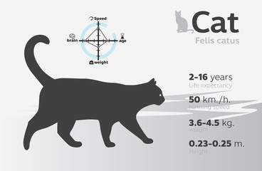 information illustration of cat on a background vector 10