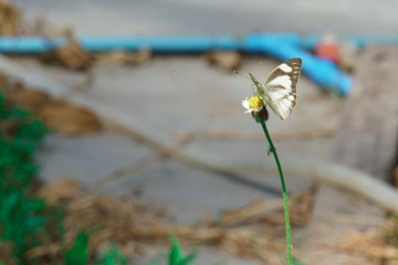 dragonfly on a flower