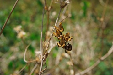 Brown dried flowers