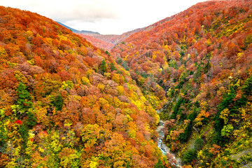 Obraz premium Top view colorful mountains range in autumn and river across mountains at Shirakami area with red, orange, and golden foliage in Aomori Tohoku Japan, the Jogakura area near Jogakura bridge.