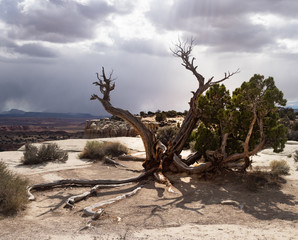 Weathered Tree Trunk with Cloudy Skies and Sunrays Piercing Clouds Overhead