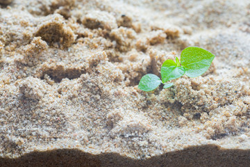 Small trees grow. On dry sand