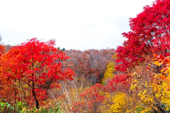 Colorful autumn trees on isolated white background, trees fallen in Forest Mountain turn brown in late autumn season, but some trees still colorful with red, orange, and golden in Aomori,Tohoku Japan.