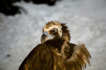 Bird of prey - black vulture. Aegypius monachus