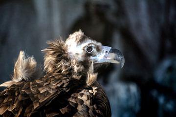 Bird of prey - black vulture. Aegypius monachus
