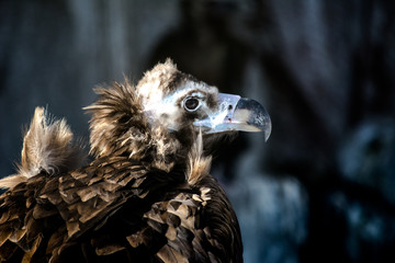 Bird of prey - black vulture. Aegypius monachus