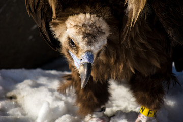 Bird of prey - black vulture. Aegypius monachus