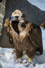 Bird of prey - black vulture. Aegypius monachus