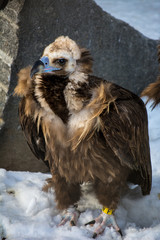 Bird of prey - black vulture. Aegypius monachus