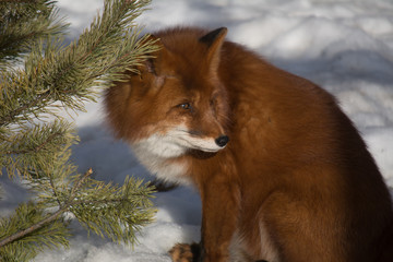 Red fluffy fox in a snowy forest among pines