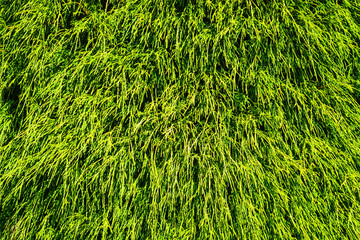 Green leaves of thuja growing down. Green leaves texture background