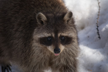 Funny and cute little raccoon. Portrait.