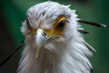 Bird secretary with huge eyelashes. Sagittarius serpentarius. Close Up Portrait