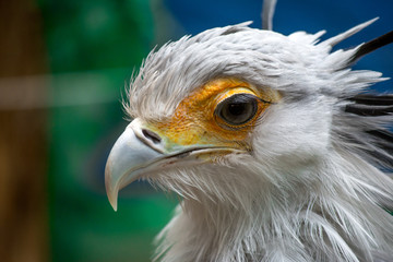 Bird secretary with huge eyelashes. Sagittarius serpentarius. Close Up Portrait