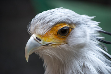 Bird secretary with huge eyelashes. Sagittarius serpentarius. Close Up Portrait